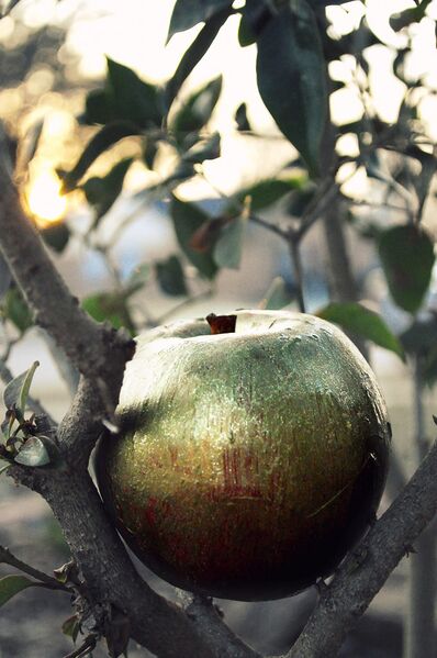 Datei:Vergoldeter Apfel.jpg