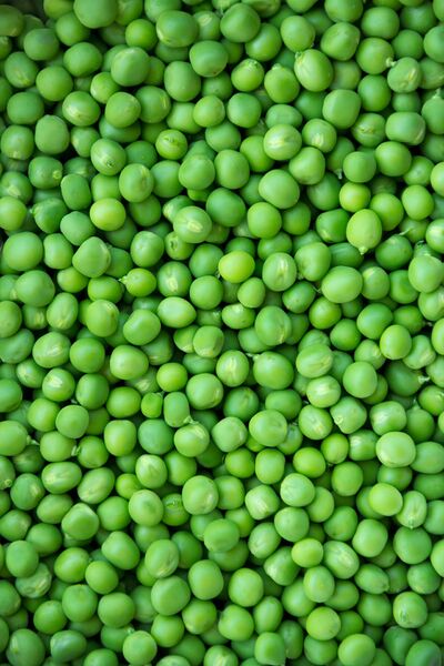 Datei:Viele Erbsen.jpg