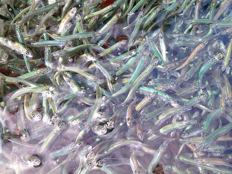 Datei:Viele kleine Fische.jpg