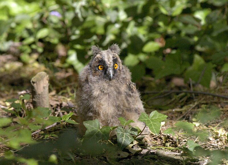 Datei:Waldohreule Jungtier.jpg