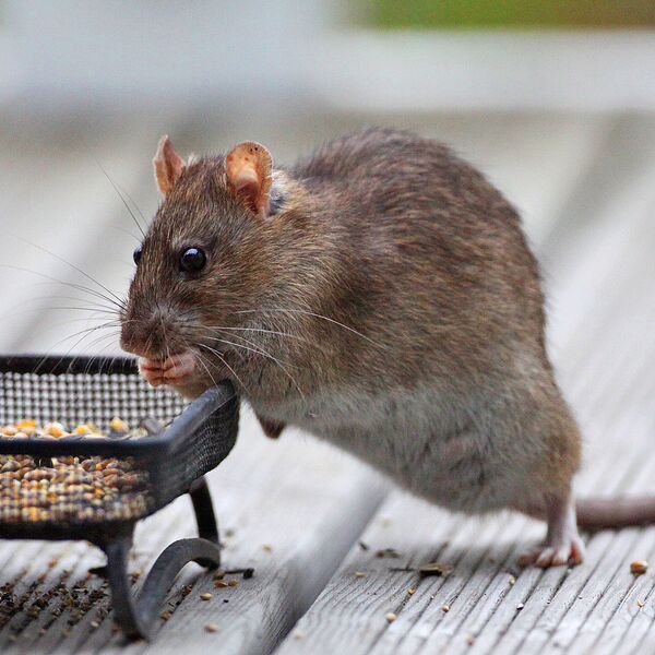 Datei:Wanderratte Futter.jpg