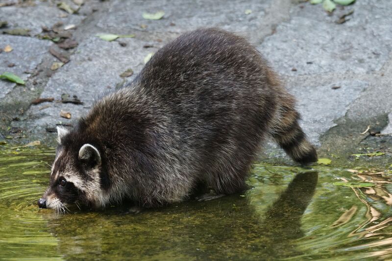 Datei:Waschbär im Wasser.jpg