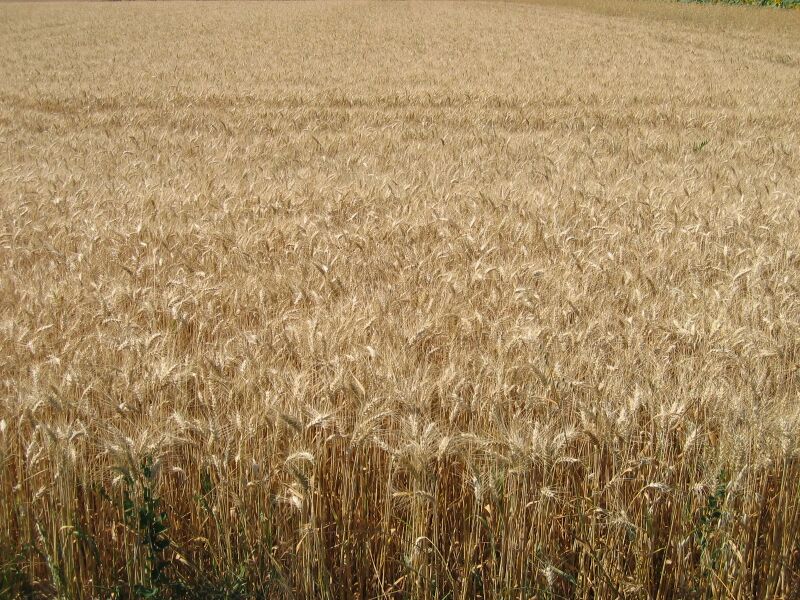 Datei:Weizenfeld1.jpg