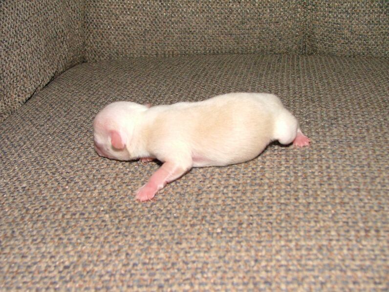 Datei:Welpe blind.jpg