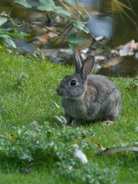 Datei:Wildkaninchen auf Wiese.jpg