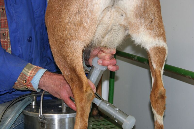 Datei:Ziege Melkmaschine.jpg